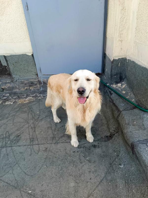 Max, un Golden Retriever da amare Foto 5